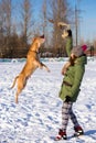 Young woman playing with American Pit Bull Terrier in winter Royalty Free Stock Photo