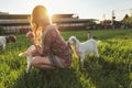 Young woman playing with goat kids on green spring meadow, animal chews her dress behind her. Wide angle photo in strong sun. Royalty Free Stock Photo