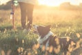 Young woman playing with her border collie dog. Royalty Free Stock Photo