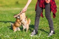 Young woman plays with two small dogs Royalty Free Stock Photo