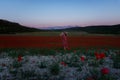 Young woman poppy field. A beautiful wine red dress. Royalty Free Stock Photo