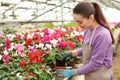 Woman potting flowers in greenhouse. Home gardening
