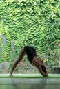 young woman practicing yoga in Forward Bend pose (Uttanasana) in front of wall covered with green leaves
