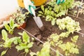 Young Woman Preparing Organic Garden Royalty Free Stock Photo