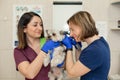 Young woman professional veterinarian and her assistant check a dog breed yorkshire terrier using otoscope in pet hospital