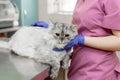 Young woman professional veterinarian strokes a big gray cat on table in veterinary clinic Royalty Free Stock Photo