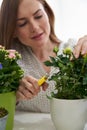 Young Woman Pruning Rose Houseplant With Secateurs At Home