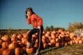 Young woman on a pumpkin farm. Beautiful girl near pumpkins. A girl with a pumpkin Royalty Free Stock Photo