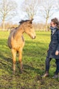 Young woman in a raincoat with her yellow 1 year old stallion in the pasture. Curious horse`s head while being brushed. Brush is Royalty Free Stock Photo