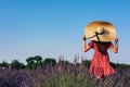 Young woman in red dress and wide-brimmed hat walks among lavender field Royalty Free Stock Photo