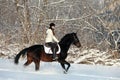 Young woman riding horse in winter woods Royalty Free Stock Photo