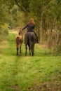 Young woman riding without saddle on her beautiful brown mare, yellow foal next to them, in the autumn forest. seen from behind Royalty Free Stock Photo