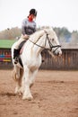 Young woman riding shire horse