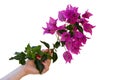 Young womanÃ¢â¬â¢s hand holding beautiful bougainvillea twig with pink flowers and green leaves.