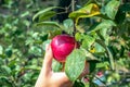 Young woman`s hand picking apples from a branch. Close-up. Apple tree with apple plucking, apple plucking with hand Royalty Free Stock Photo