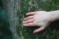 Young woman`s hand touching old moss tree bark Royalty Free Stock Photo