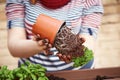 Young woman's hands transplanting parsley Royalty Free Stock Photo