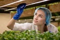 Young woman scientist analyzes and studies research on organic, hydroponic vegetable plots. Caucasian woman observes about growing