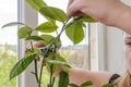 Young woman scissors cut lemon home plant