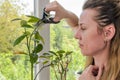 Young woman scissors cut lemon home plant