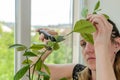 Young woman scissors cut lemon home plant