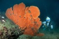 Young woman scuba diving on a beautiful seafan reef in South And