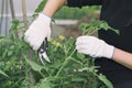 Young woman with a secateur in her hand cuts off unnecessary branches on the green shoots