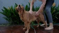 A young woman shampoos her pet, a golden retriever. Washing and caring for pets.