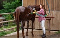 Young woman in shirt washing brown horse after ride, smiling, water flowing from hose near stables