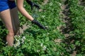 Young woman in shorts picks Colorado beetles from a blooming potato plantation. Her hands are in protective gloves, she