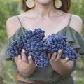 The young woman shows a heap of red grapes harvested by herself in a red grapes vineyard.