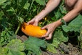 A young woman sits down and picks up a ripe vegetable marrow. Harvesting zucchini Royalty Free Stock Photo