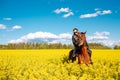 Young woman sitting on a brown horse in yellow rape or oilseed field with blue sky on background. Horseback riding. Space for text Royalty Free Stock Photo