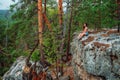 A young woman is sitting on the edge of a cliff overlooking a grand panorama of a pristine forest with rocks Royalty Free Stock Photo