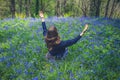Young woman raising her arms in bluebell meadow Royalty Free Stock Photo