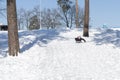 Young woman sledding in snow. laughing girl in winter clothing goes down on sleds down the hill Royalty Free Stock Photo