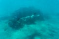 Young woman snorkling under water sea reef and coral. Summer vocation.