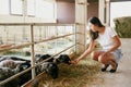 Young woman squats in front of a paddock and feeds carrots to sheep Royalty Free Stock Photo