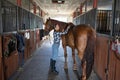 Woman brushes her horse in stables Royalty Free Stock Photo