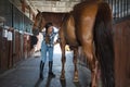 Woman brushes her horse in stables Royalty Free Stock Photo