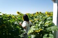 Young woman standing in a field of sunflowers Royalty Free Stock Photo