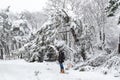 Young woman standing near falling fir and pine trees after sleet load and snow at snow-covered winter park in a city. Weather Royalty Free Stock Photo