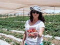 Young woman stands on a background of green beds and shows a box with freshly harvested red ripe strawberries Royalty Free Stock Photo