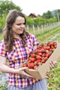 Young woman in strawberry field holding a cardboard box full wit Royalty Free Stock Photo