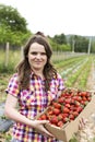 Young woman in strawberry field holding a cardboard box full wit Royalty Free Stock Photo