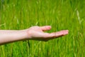 Young woman streches out hand with opened empty palm up above green grass at summertime on bright sunlight