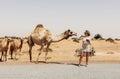 A young woman strokes camels grazing by the road while traveling through the desert Royalty Free Stock Photo