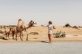 A young woman strokes camels grazing by the road while traveling through the desert Royalty Free Stock Photo