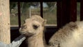 A young woman stroking a camel. One-humped camel in an African zoo in the open air. Animals Out of Will. Royalty Free Stock Photo