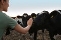 Young woman stroking cow on farm, closeup. Animal husbandry